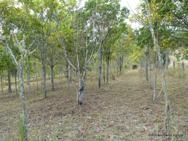 Green Pigeon NSW 2474