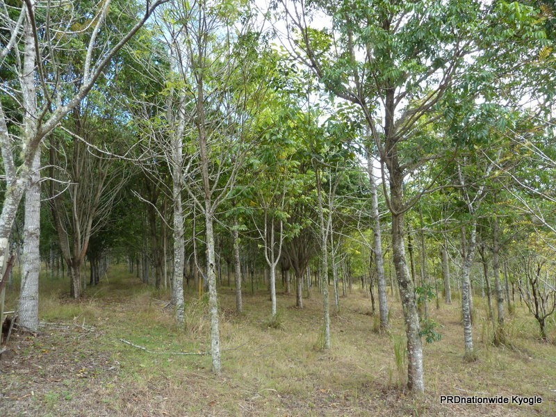 Green Pigeon NSW 2474