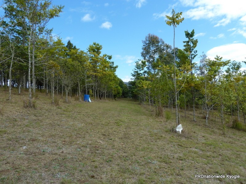 Green Pigeon NSW 2474