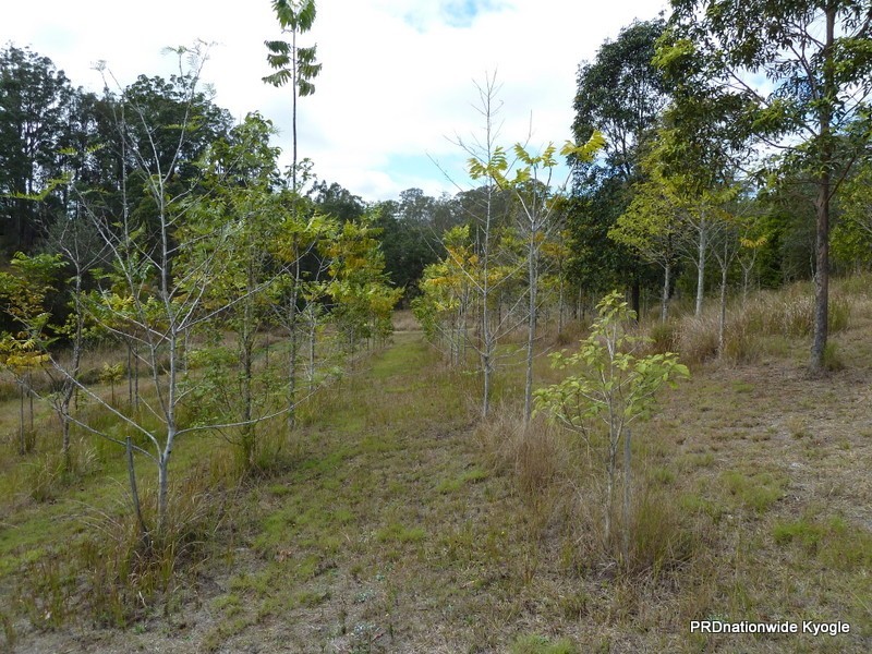 Green Pigeon NSW 2474