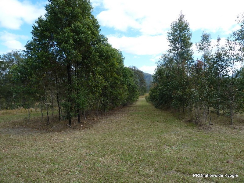 Green Pigeon NSW 2474