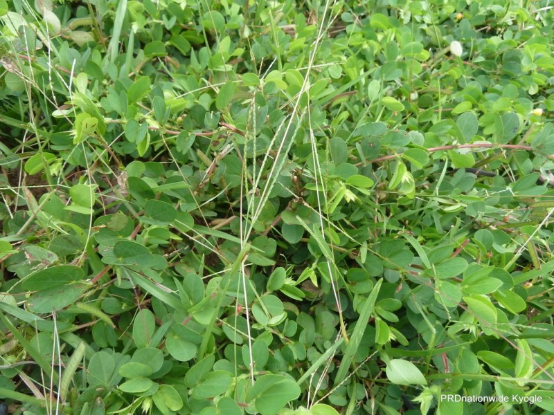 1521 Dyraaba Road, Dyraaba NSW 2470