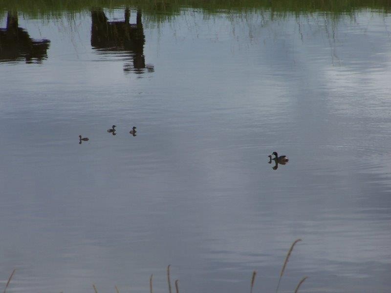 36 Chisholm Court, Kyogle NSW 2474