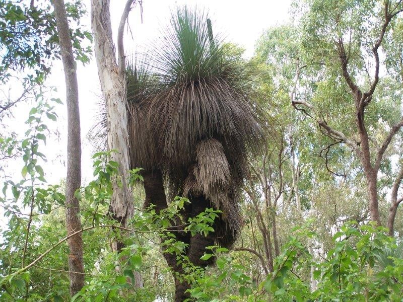 36 Chisholm Court, Kyogle NSW 2474