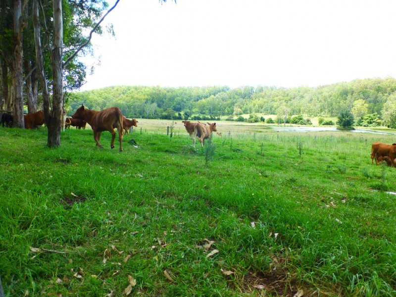 LOT 144 Old Lawrence Road DEEP CREEK, Mallanganee NSW 2469