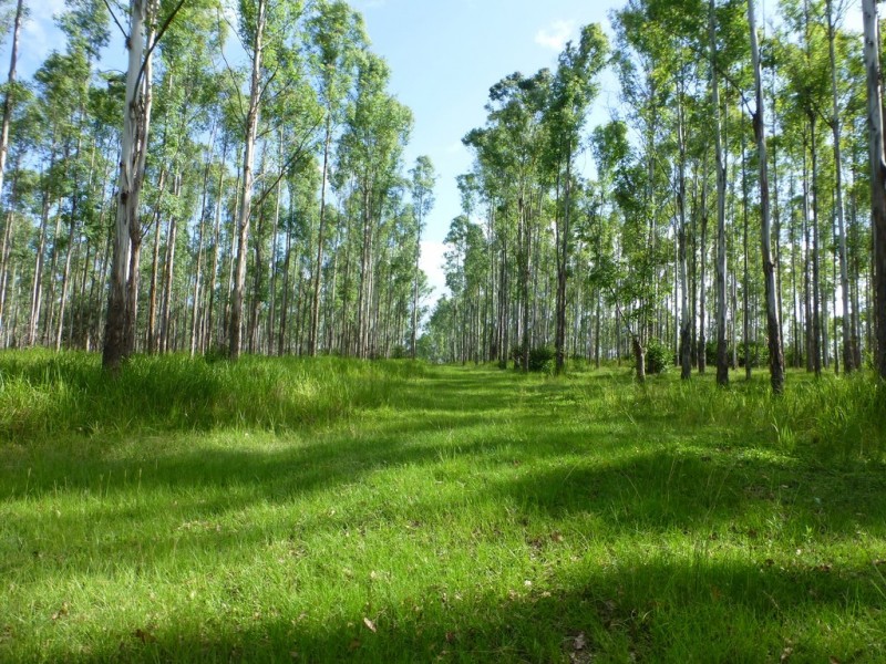Lot 26 Tabulam Road, LOWER BOTTLE CREEK Via, Tabulam NSW 2469
