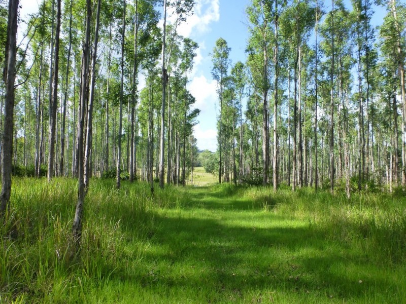 Lot 26 Tabulam Road, LOWER BOTTLE CREEK Via, Tabulam NSW 2469