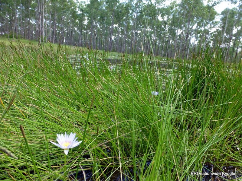 Lot 26 Tabulam Road, LOWER BOTTLE CREEK Via, Tabulam NSW 2469