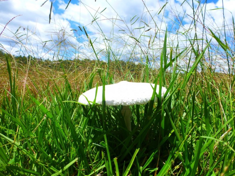 Lot 143 Old Lawrence Road, DEEP CREEK via, Mallanganee NSW 2469