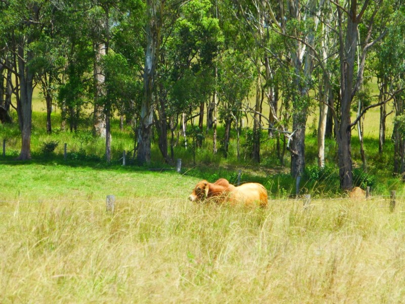 Lot 143 Old Lawrence Road, DEEP CREEK via, Mallanganee NSW 2469
