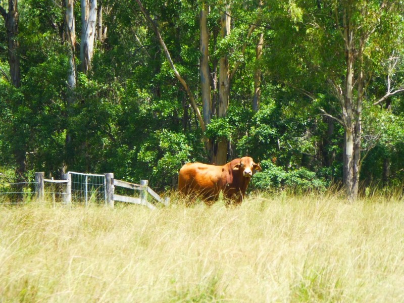 Lot 143 Old Lawrence Road, DEEP CREEK via, Mallanganee NSW 2469