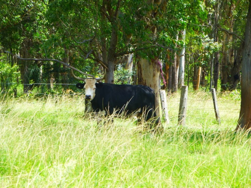 Lot 143 Old Lawrence Road, DEEP CREEK via, Mallanganee NSW 2469