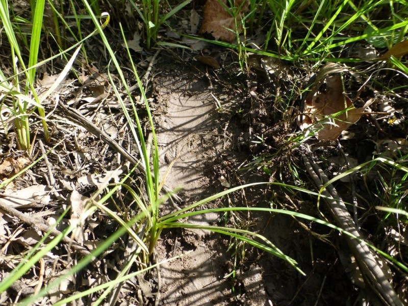 Lot 26 Tabulam Road, LOWER BOTTLE CREEK Via, Tabulam NSW 2469