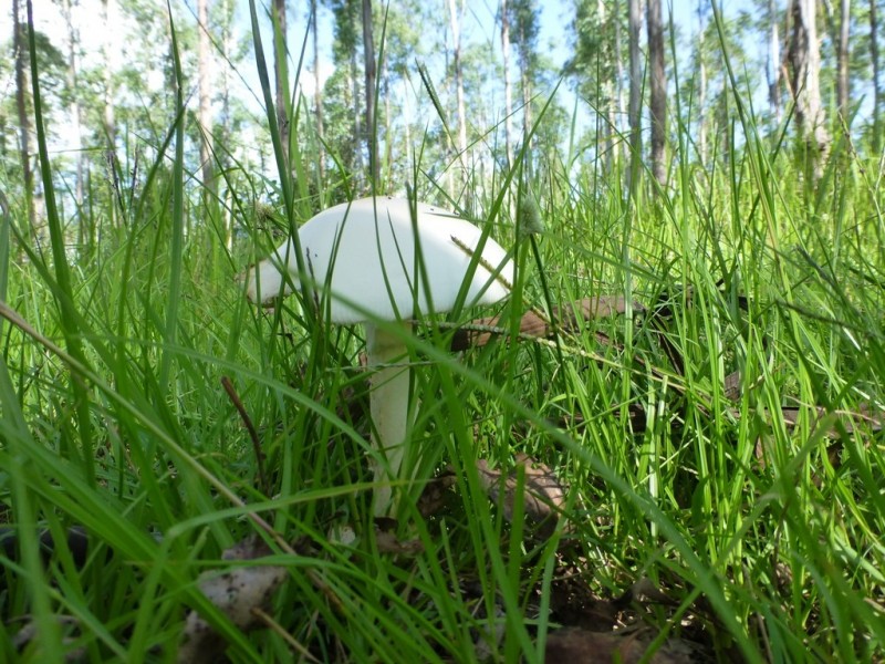 Lot 26 Tabulam Road, LOWER BOTTLE CREEK Via, Tabulam NSW 2469