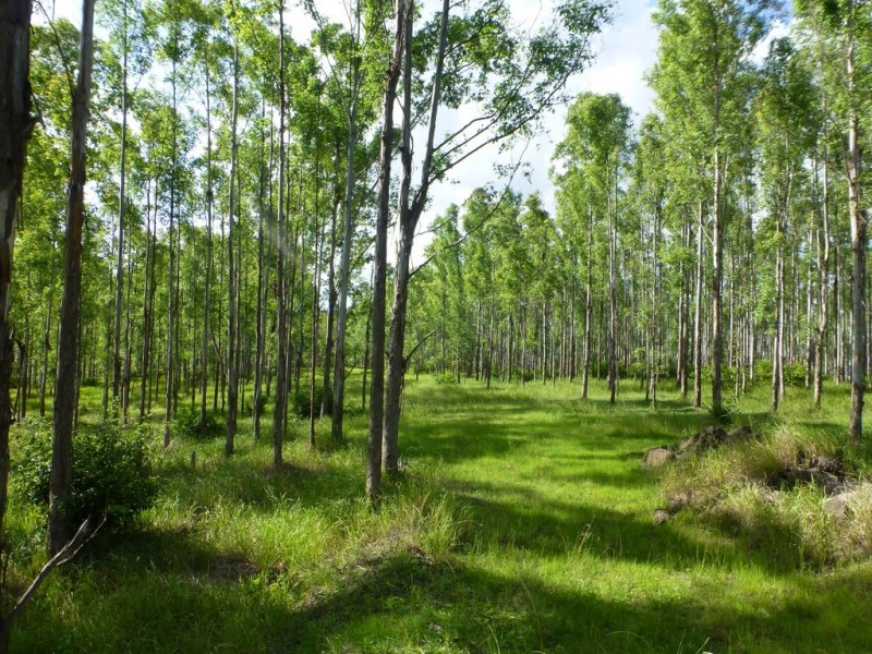 Lot 26 Tabulam Road, LOWER BOTTLE CREEK Via, Tabulam NSW 2469