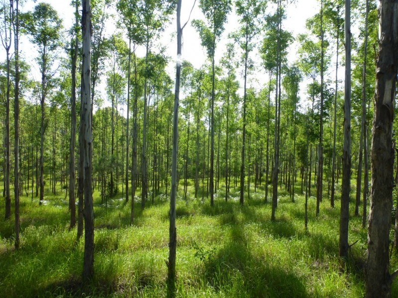 Lot 26 Tabulam Road, LOWER BOTTLE CREEK Via, Tabulam NSW 2469