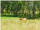 Lot 143 Old Lawrence Road, DEEP CREEK, Mallanganee NSW 2469