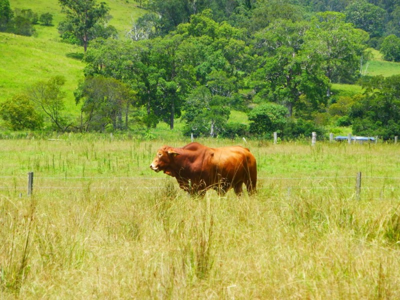 Lot 143 Old Lawrence Road, DEEP CREEK, Mallanganee NSW 2469