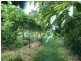 Lot 14 Boorabee Creek Road Boorabee Via, Kyogle NSW 2474