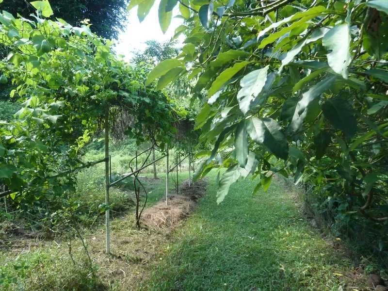 Lot 14 Boorabee Creek Road Boorabee Via, Kyogle NSW 2474