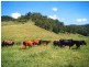 403 Grady’s Creek Road, Kyogle NSW 2474