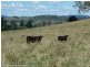 Lot 291 Applegum Road, Kyogle NSW 2474