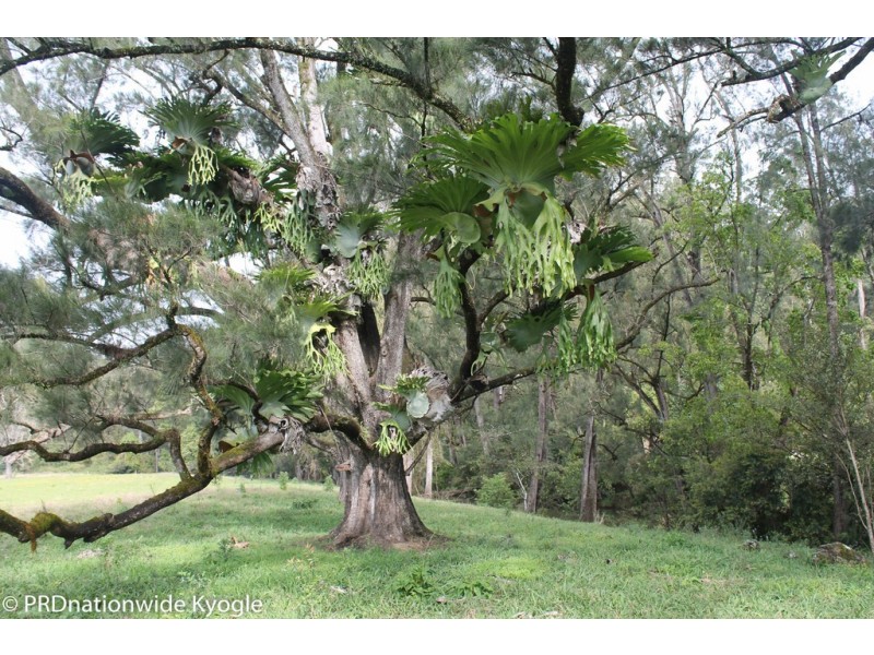 118 Williams Road, Wadeville via, Kyogle NSW 2474