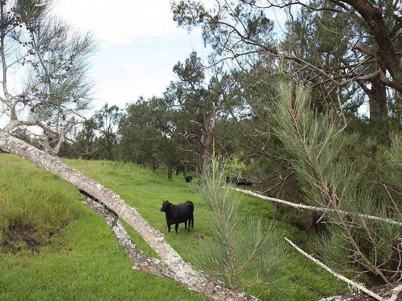 197 Ettrick Road, Kyogle NSW 2474