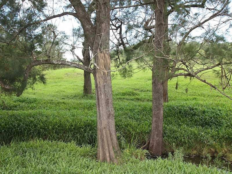 197 Ettrick Road, Kyogle NSW 2474