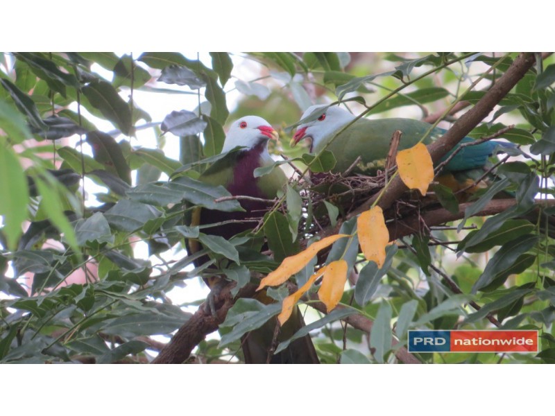 1101 Roseberry Creek Road, Kyogle NSW 2474