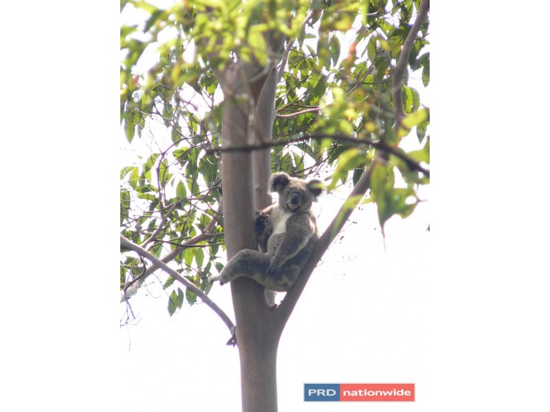 1101 Roseberry Creek Road, Kyogle NSW 2474