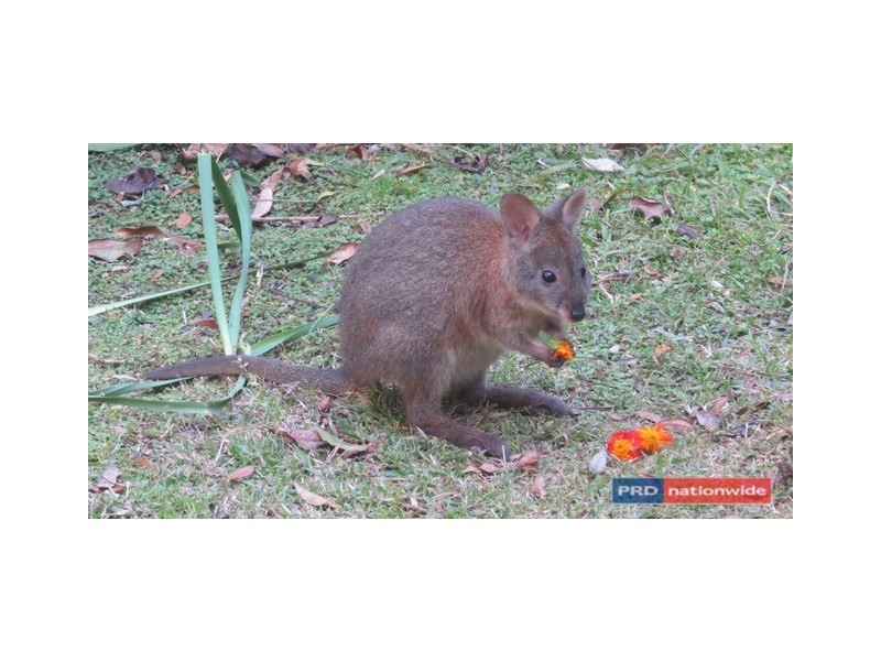 1101 Roseberry Creek Road, Kyogle NSW 2474