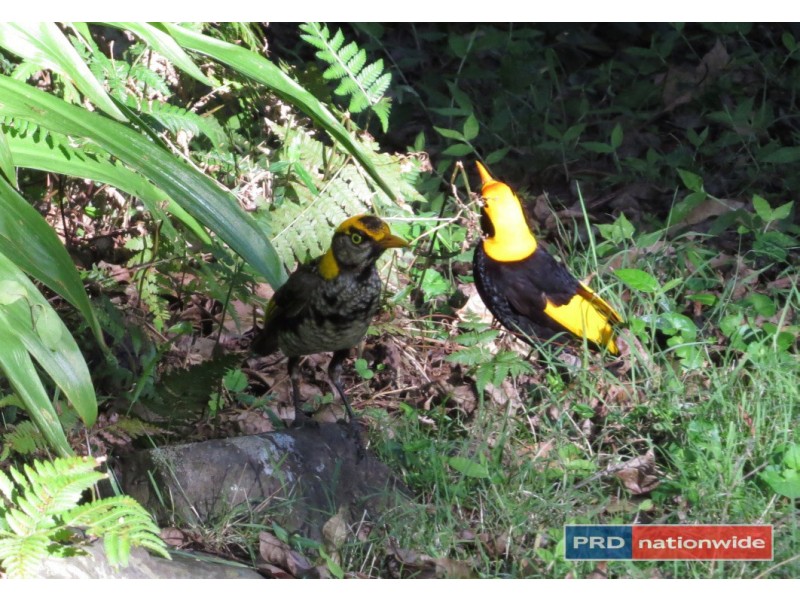 1101 Roseberry Creek Road, Kyogle NSW 2474