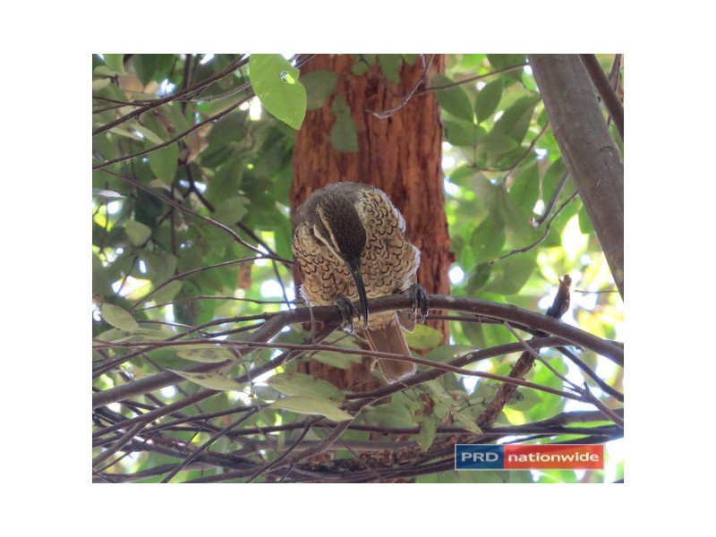 1101 Roseberry Creek Road, Kyogle NSW 2474