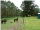 97 Carruthers Road, Kyogle NSW 2474