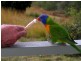 334 Green Pigeon Road, Kyogle NSW 2474