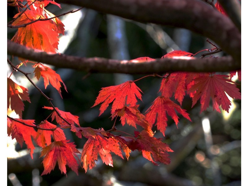 61 Valley Road, Wentworth Falls NSW 2782