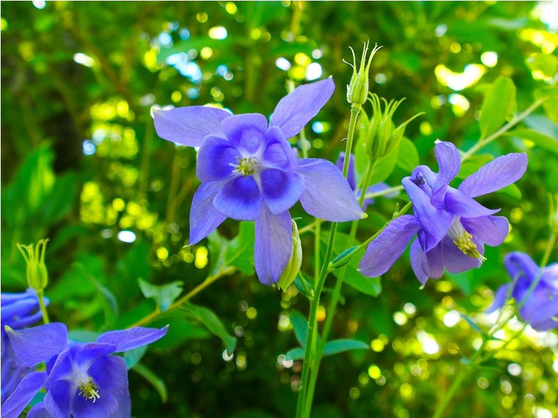 61 Valley Road, Wentworth Falls NSW 2782