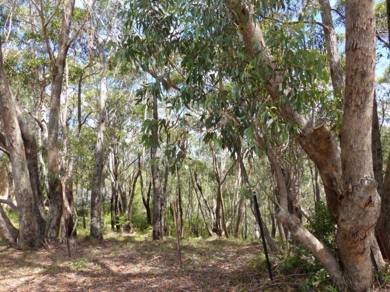 49 Boronia Road, Bullaburra NSW 2784