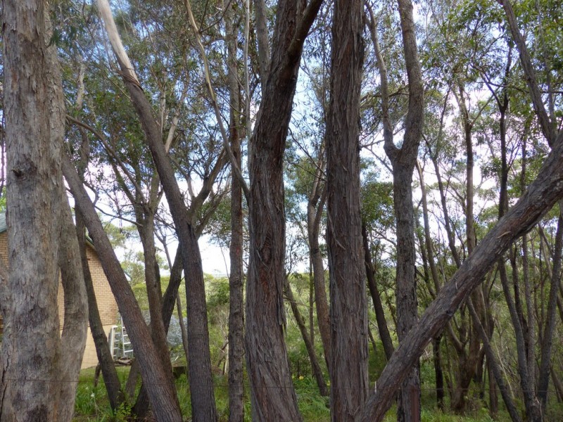 49 Boronia Road, Bullaburra NSW 2784