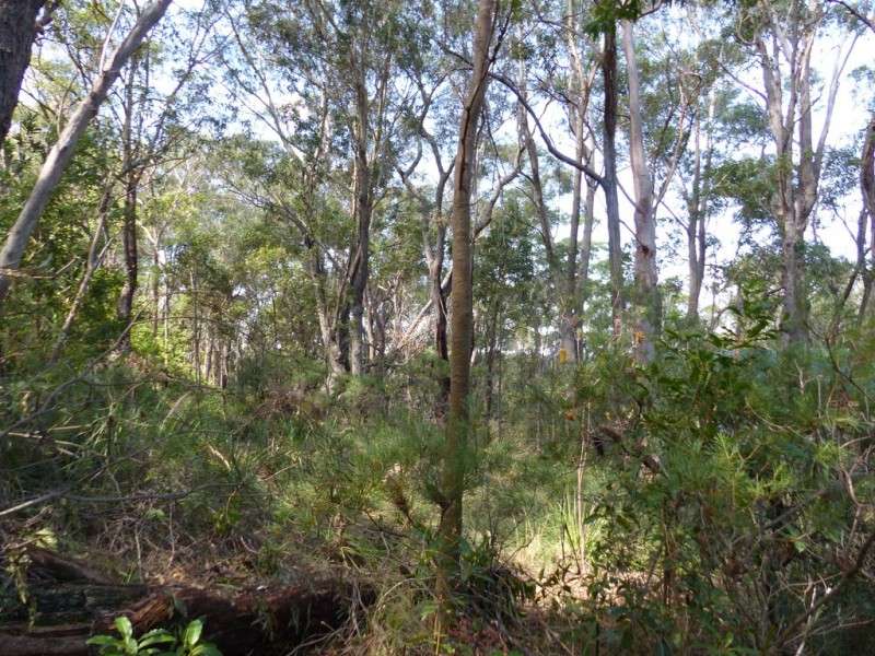 96 Boronia Road, Bullaburra NSW 2784