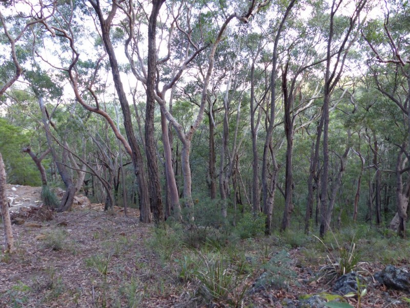 129 Boronia Road, Bullaburra NSW 2784