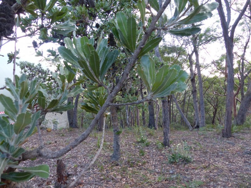 129 Boronia Road, Bullaburra NSW 2784