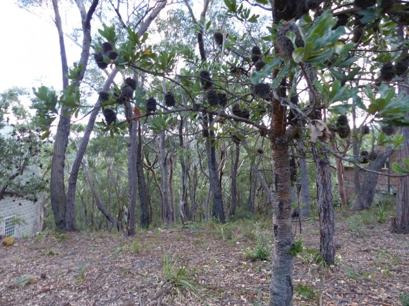 129 Boronia Road, Bullaburra NSW 2784