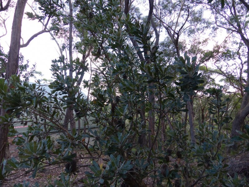 129 Boronia Road, Bullaburra NSW 2784