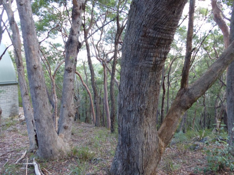 129 Boronia Road, Bullaburra NSW 2784