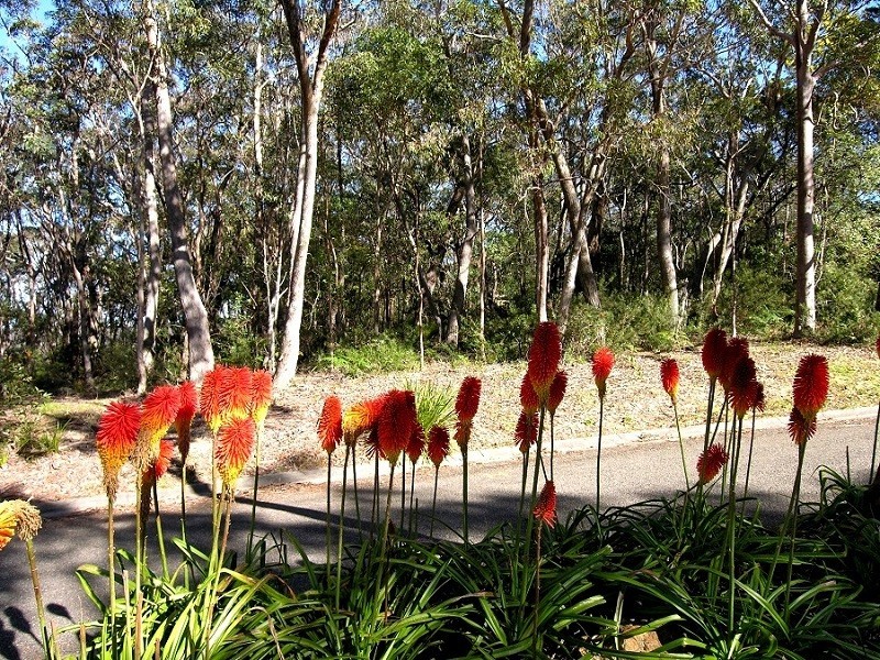 85 Genevieve Road, Bullaburra NSW 2784