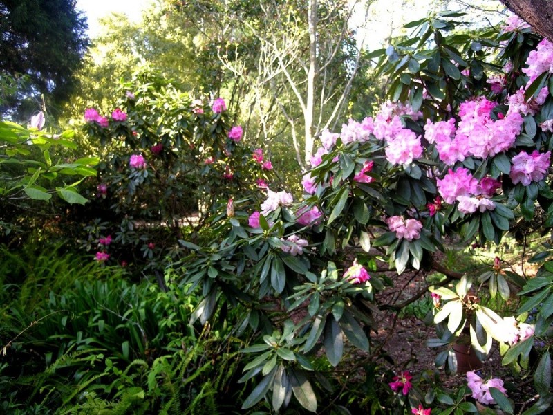 9-11 Pauline Avenue, Wentworth Falls NSW 2782