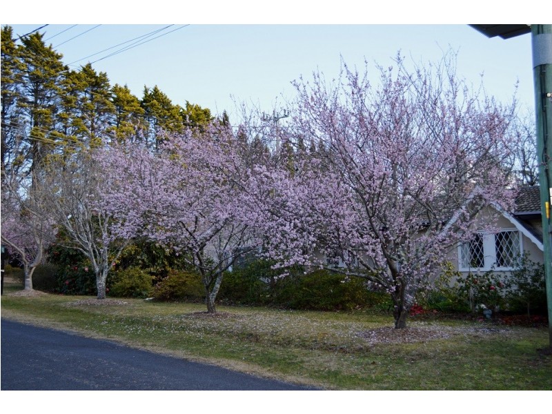 119 Gladstone Road, Leura NSW 2780