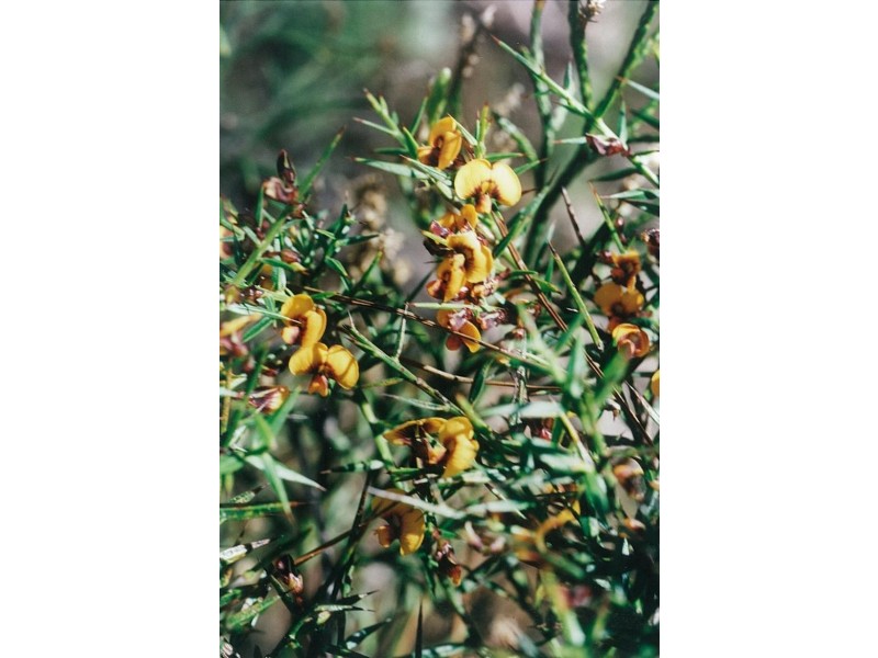 251 Hat Hill Road, Blackheath NSW 2785